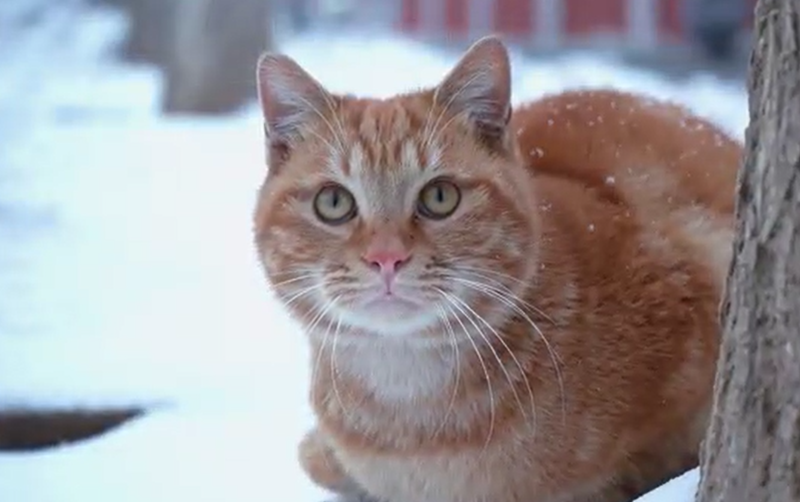 ��ѩ�������澵ͷȥ�ӱ�����ѧԺ����ѩ����~